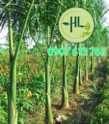 Cây 1