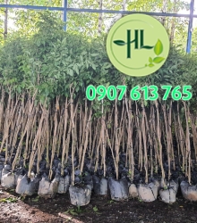 Cây công trình 3