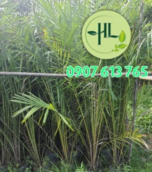 Cọ dầu giá sỉ