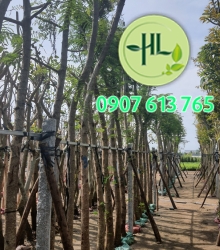 Lim xẹt giá nhà vườn