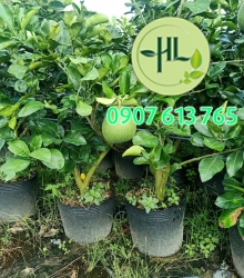 Giống bưởi da xanh