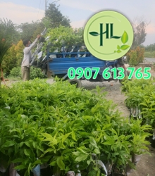 Huỳnh Liên cao 50cm