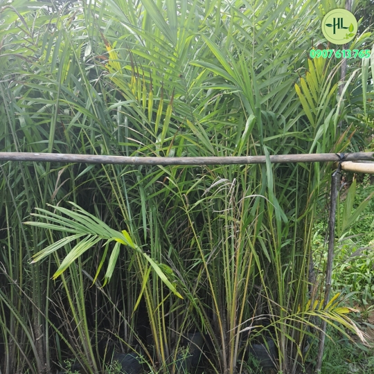 Cọ dầu giá sỉ