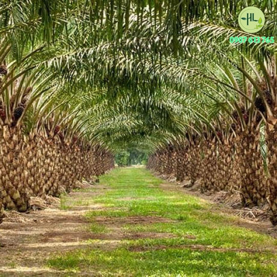 Cọ dầu giá sỉ