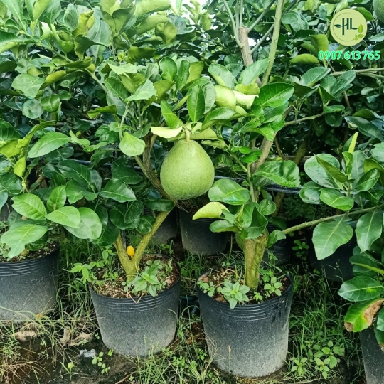 Giống bưởi da xanh