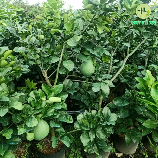 Giống bưởi da xanh